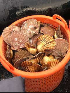 Hand Dived King Scallops For Sale West Coast of Scotland - ID:127424